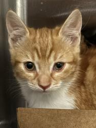 Shelter Stray Male Cat last seen LARCHMONT DR/TURNER DR, 95660, 3839 Bradshaw Rd, Sacramento, CA 95827, USA