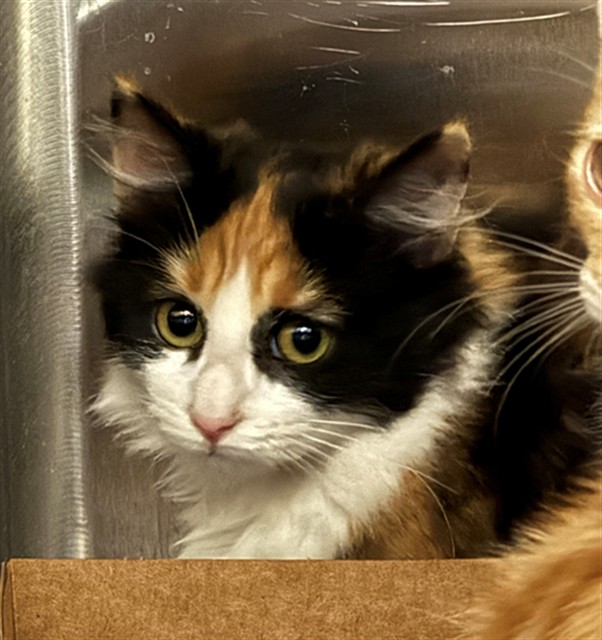 Shelter Stray Female Cat last seen LARCHMONT DR/TURNER DR, 95660, 3839 Bradshaw Rd, Sacramento, CA 95827, USA