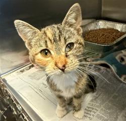 Shelter Stray Female Cat last seen CENTINELLA DR/CANTEL WAY, 95660, 3839 Bradshaw Rd, Sacramento, CA 95827, USA