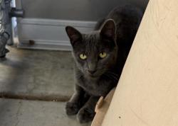 Shelter Stray Unknown Cat last seen SWETZER, 11232 B Ave, Auburn, CA 95603, USA