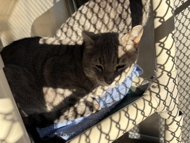 Shelter Stray Unknown Cat last seen SWETZER, 11232 B Ave, Auburn, CA 95603, USA