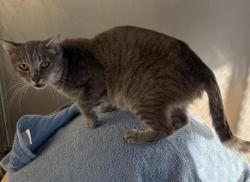 Shelter Stray Unknown Cat last seen SWETZER, 11232 B Ave, Auburn, CA 95603, USA