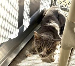 Shelter Stray Unknown Cat last seen SWETZER, 11232 B Ave, Auburn, CA 95603, USA