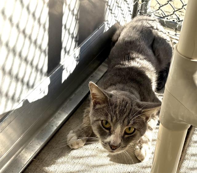 Shelter Stray Unknown Cat last seen SWETZER, 11232 B Ave, Auburn, CA 95603, USA