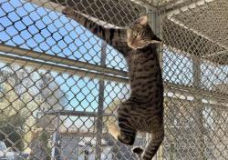 Shelter Stray Unknown Cat last seen SWETZER, 11232 B Ave, Auburn, CA 95603, USA