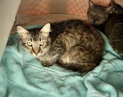 Shelter Stray Unknown Cat last seen SWETZER, 11232 B Ave, Auburn, CA 95603, USA