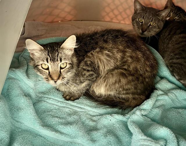 Shelter Stray Unknown Cat last seen SWETZER, 11232 B Ave, Auburn, CA 95603, USA