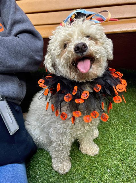 Shelter Stray Female Dog last seen POTRERO, 1419 Bryant St, San Francisco, CA 94103, USA