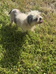 Found/Stray Female Dog last seen Green oaks, Arlington, TX 76017