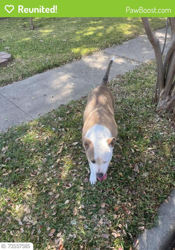 Reunited Female Dog last seen Arbor Trail, Garland, TX 75043