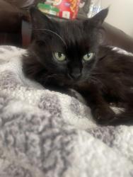 Lost Male Cat last seen Stoneybrook blvd., Hilliard, OH 43026