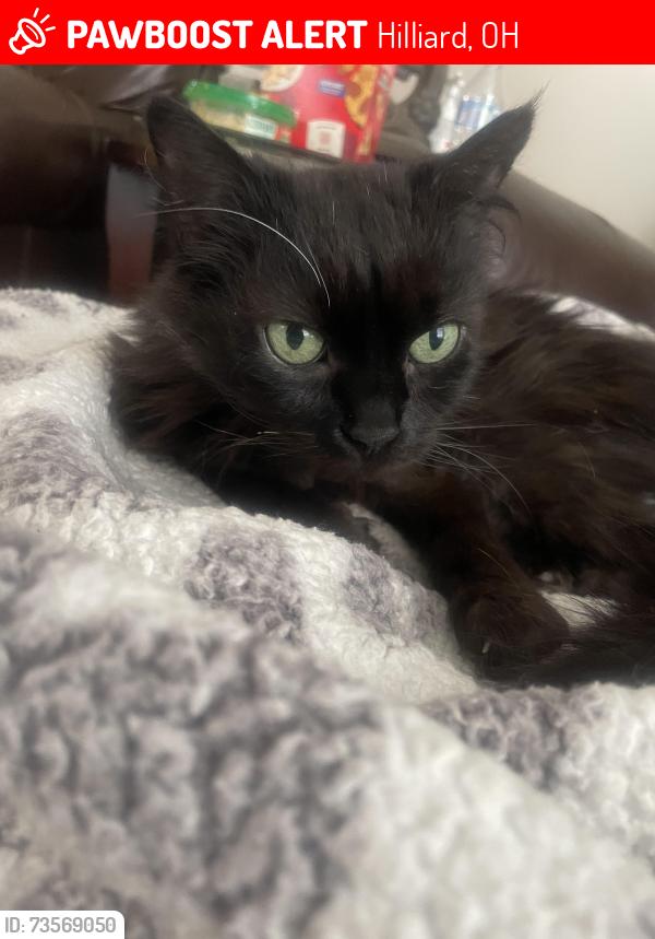 Lost Male Cat last seen Stoneybrook blvd., Hilliard, OH 43026