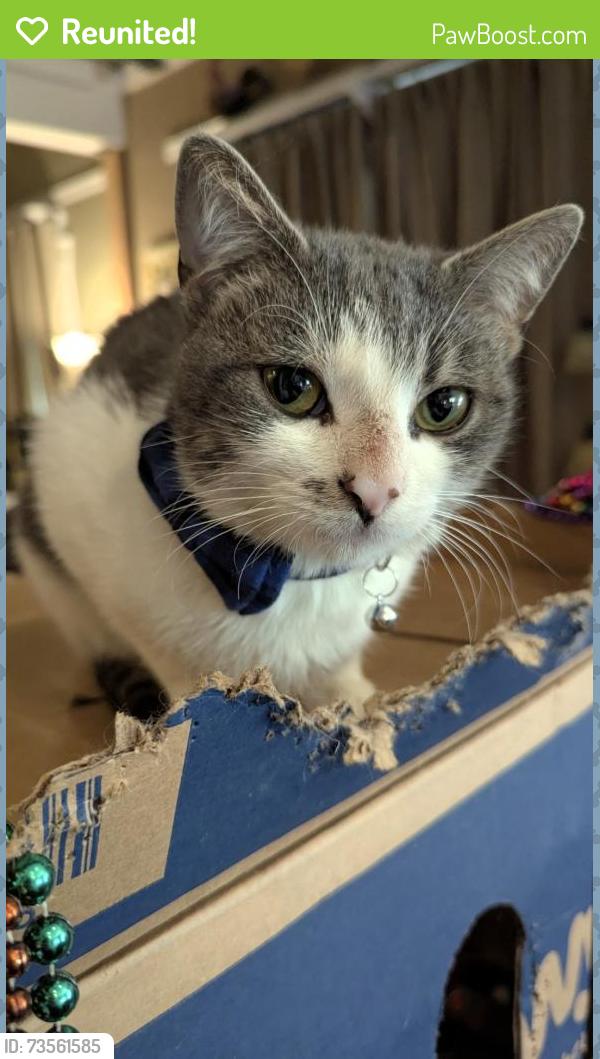 Reunited Male Cat last seen Near Sparkman St., Tampa, FL 33616