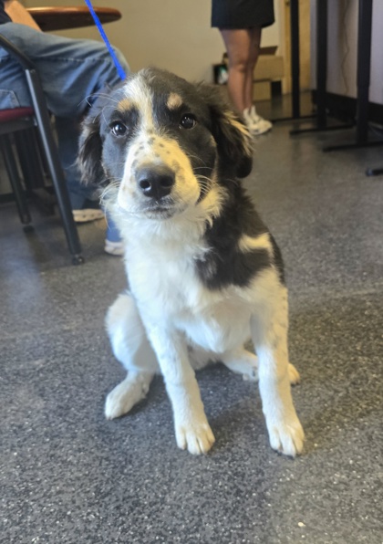Shelter Stray Female Dog last seen Industrial Ave & Vetrens Dr, Roseville City, CA, 200 Tahoe Ave, Roseville, CA 95678, USA