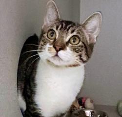Shelter Stray Female Cat last seen Mayhew Rd at Micron Ave, Sacramento County, CA, 6201 Florin Perkins Rd, Sacramento, CA 95828, USA