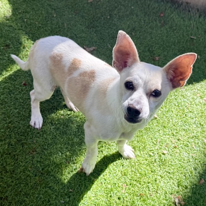 Shelter Stray Male Dog last seen 24th st, Oakland, CA, 1101 29th Ave, Oakland, CA 94601, USA