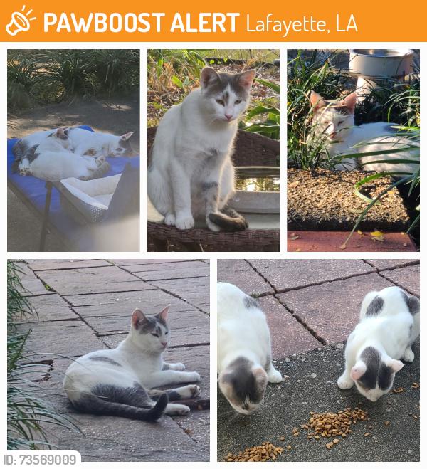Found/Stray Male Cat last seen Ridgewood/ souvenir gate, Lafayette, LA 70506