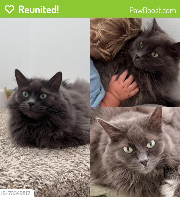 Reunited Female Cat last seen W Bonito Loop and Chino Cir, Billings, MT 59105