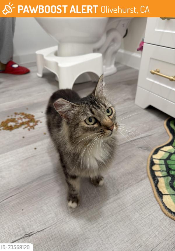 Found/Stray Female Cat last seen Round about, Olivehurst, CA 95901