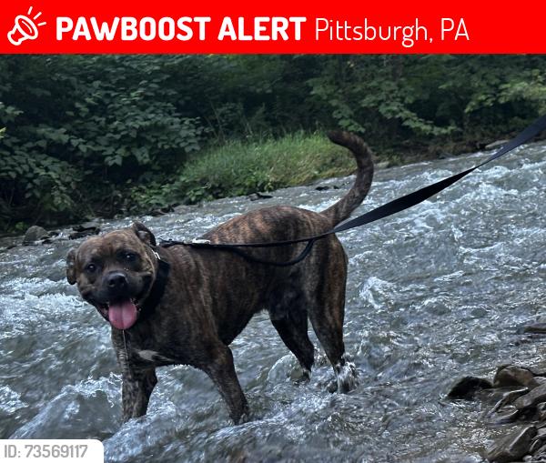Lost Male Dog last seen Bloomfield, Pittsburgh, PA 15201