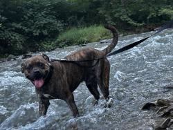 Lost Male Dog last seen Bloomfield, Pittsburgh, PA 15201