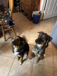 Lost Female Dog last seen We Heart Dogs Magnolia, Magnolia, TX 77355