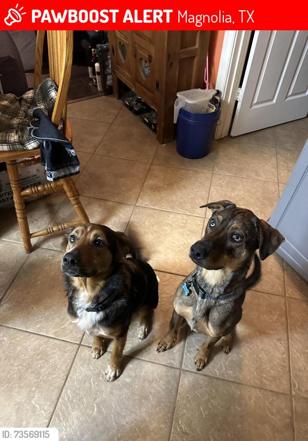 Lost Female Dog last seen We Heart Dogs Magnolia, Magnolia, TX 77355