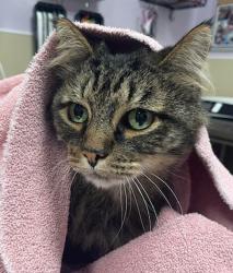 Shelter Stray Male Cat last seen Near NE Snowberry Loop, VANCOUVER, WA, 98664, 1100 NE 192nd Ave, Vancouver, WA 98684, USA