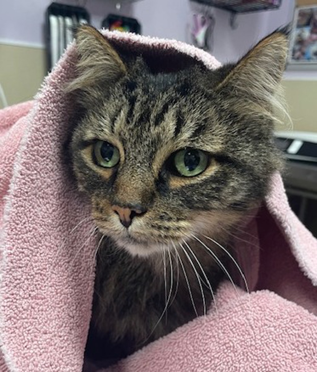 Shelter Stray Male Cat last seen Near NE Snowberry Loop, VANCOUVER, WA, 98664, 1100 NE 192nd Ave, Vancouver, WA 98684, USA