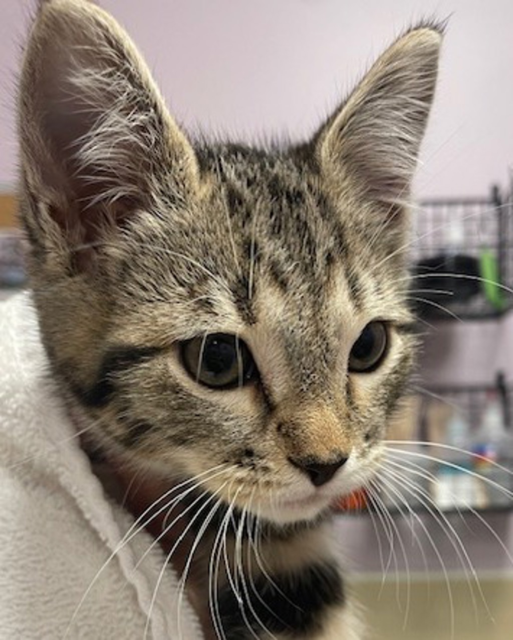 Shelter Stray Male Cat last seen Near NE 56th Way, VANCOUVER, WA, 98661, 1100 NE 192nd Ave, Vancouver, WA 98684, USA