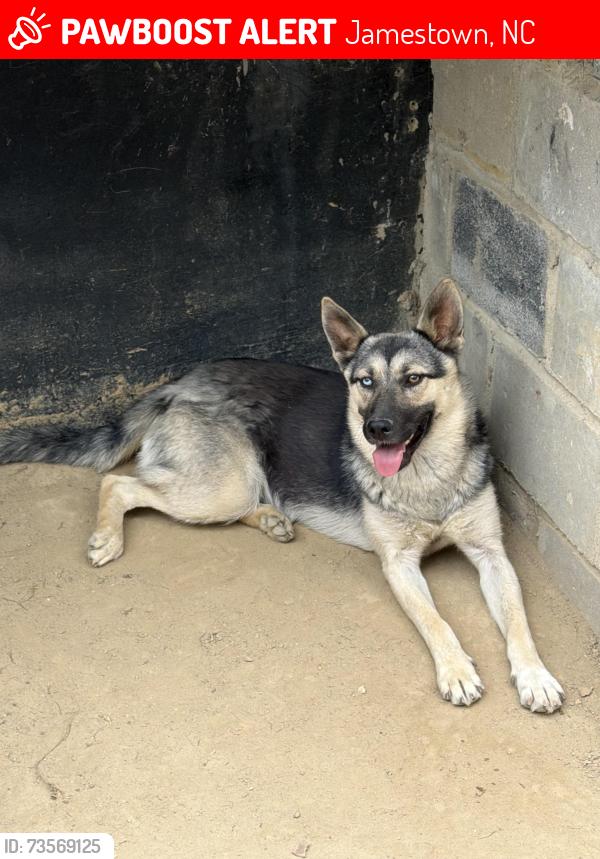 Lost Female Dog last seen Kivett, Jamestown, NC 27282