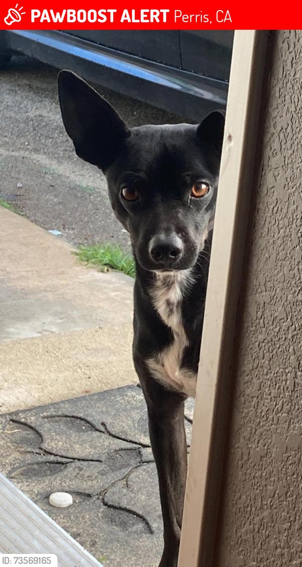 Lost Male Dog last seen Altura Dr / San Jacinto, Perris, CA 92570
