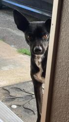 Lost Male Dog last seen Altura Dr / San Jacinto, Perris, CA 92570