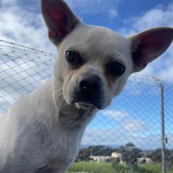 Reunited Male Dog last seen 21st street, San Francisco, CA 94110