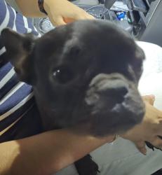 Found/Stray Unknown Dog last seen CHAPMAN AND PLEASANT RUN, Lancaster, TX 75134