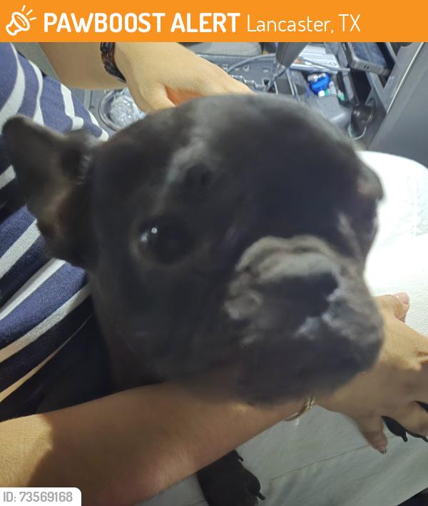 Found/Stray Unknown Dog last seen CHAPMAN AND PLEASANT RUN, Lancaster, TX 75134