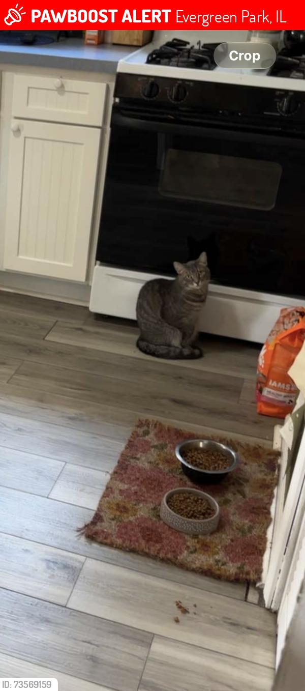 Lost Female Cat last seen California, Fransico, Evergreen Park, IL 60655
