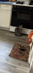Lost Female Cat last seen California, Fransico, Evergreen Park, IL 60655