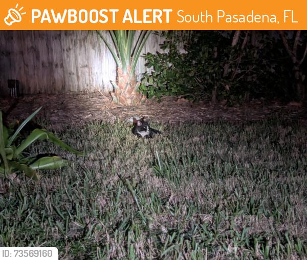 Found/Stray Unknown Cat last seen 58th & 22nd, South Pasadena, FL 33707
