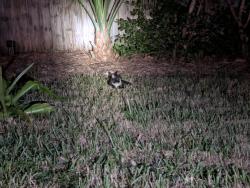 Found/Stray Unknown Cat last seen 58th & 22nd, South Pasadena, FL 33707