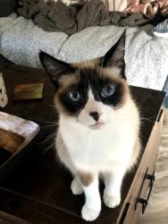 Reunited Male Cat last seen Verdugo High School, Los Angeles, CA 91042