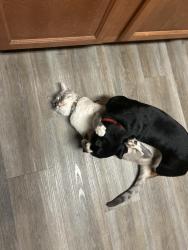 Reunited Male Cat last seen Wakefield neighborhood, Burleson, TX 76028