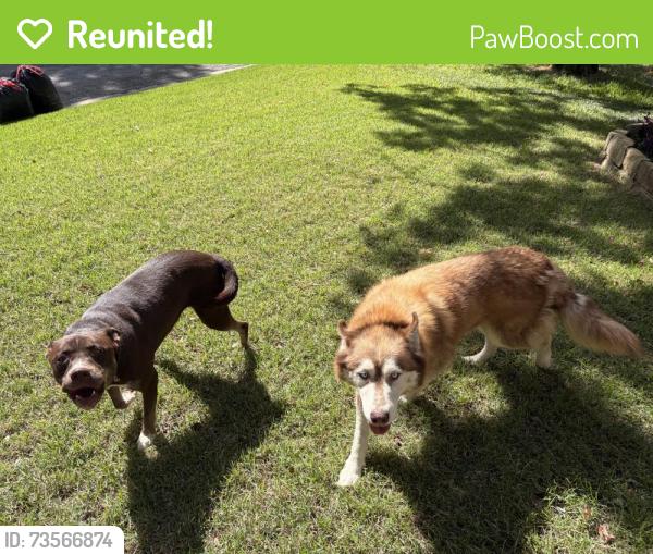 Reunited Unknown Dog last seen Pleasant Wood Trail/Rustic Forest, Arlington, TX 76016