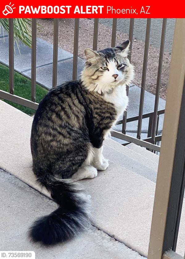 Lost Male Cat last seen Mountain Parkway & Ray Rd., Phoenix, AZ 85044