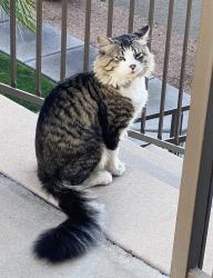 Lost Male Cat last seen Mountain Parkway & Ray Rd., Phoenix, AZ 85044