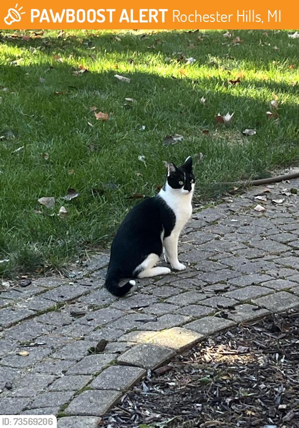 Found/Stray Female Cat last seen Georgetown Subdivision, Rochester Hills, Rochester Hills, MI 48306