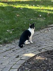 Found/Stray Female Cat last seen Georgetown Subdivision, Rochester Hills, Rochester Hills, MI 48306