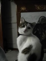 Reunited Female Cat last seen Layne drive, Louisville, KY 40219