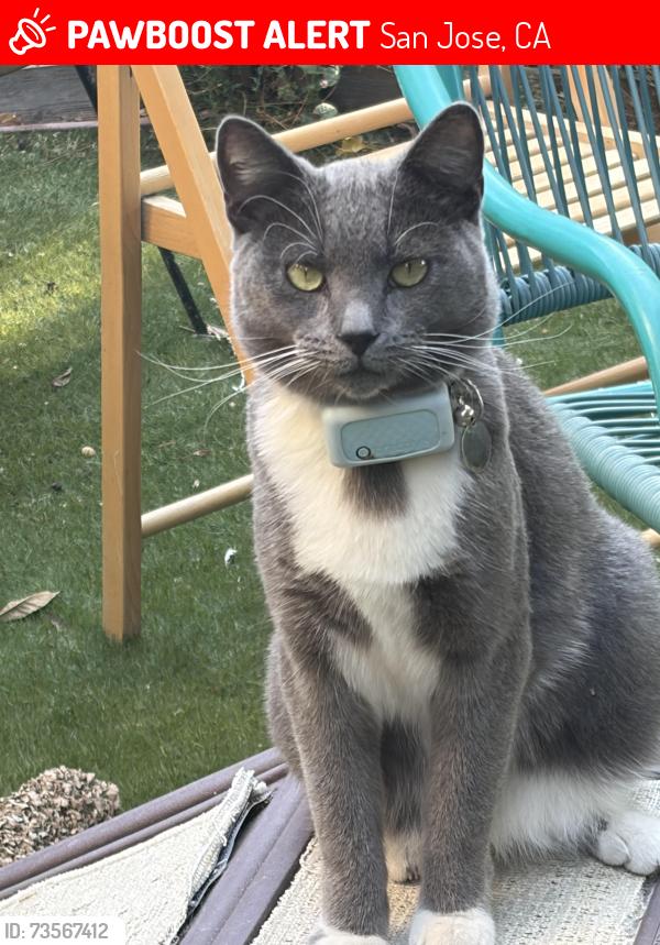 Lost Male Cat last seen Bird and 280 / Illinois Ave, San Jose, CA 95125
