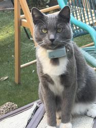 Lost Male Cat last seen Bird and 280 / Illinois Ave, San Jose, CA 95125